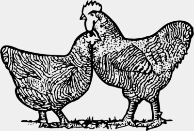 Chicken