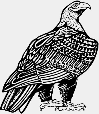 Eagle