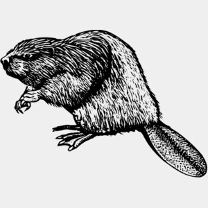 Beaver Thumbnail