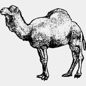 Camels Thumbnail