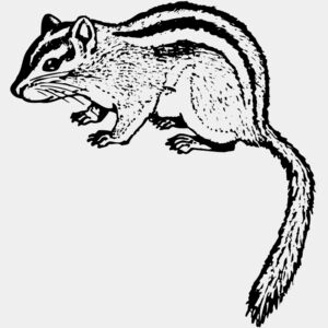 Chipmunk Thumbnail