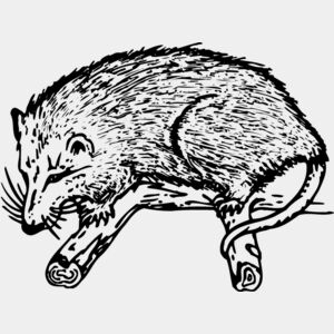 Opossum Thumbnail