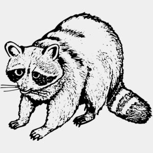 Raccoon Thumbnail
