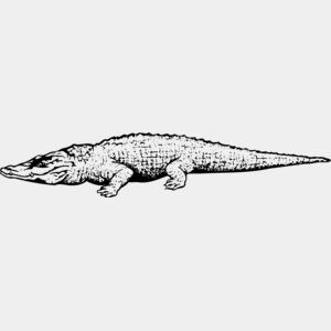 Crocodiles Thumbnail