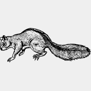 Squirrel Thumbnail