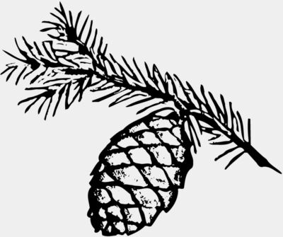 Pine Cone