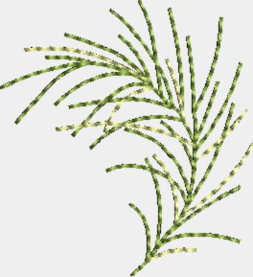 Plants