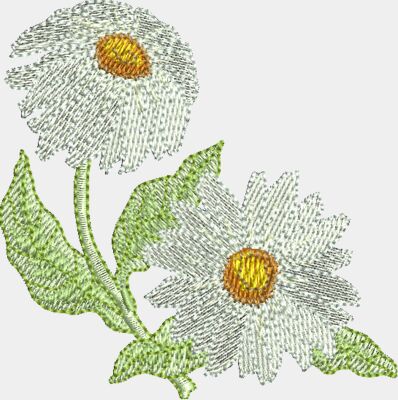 Daisies