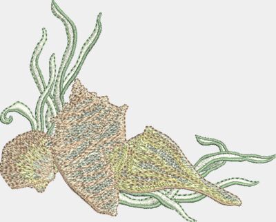 Seashells