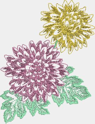 Chrysanthemum